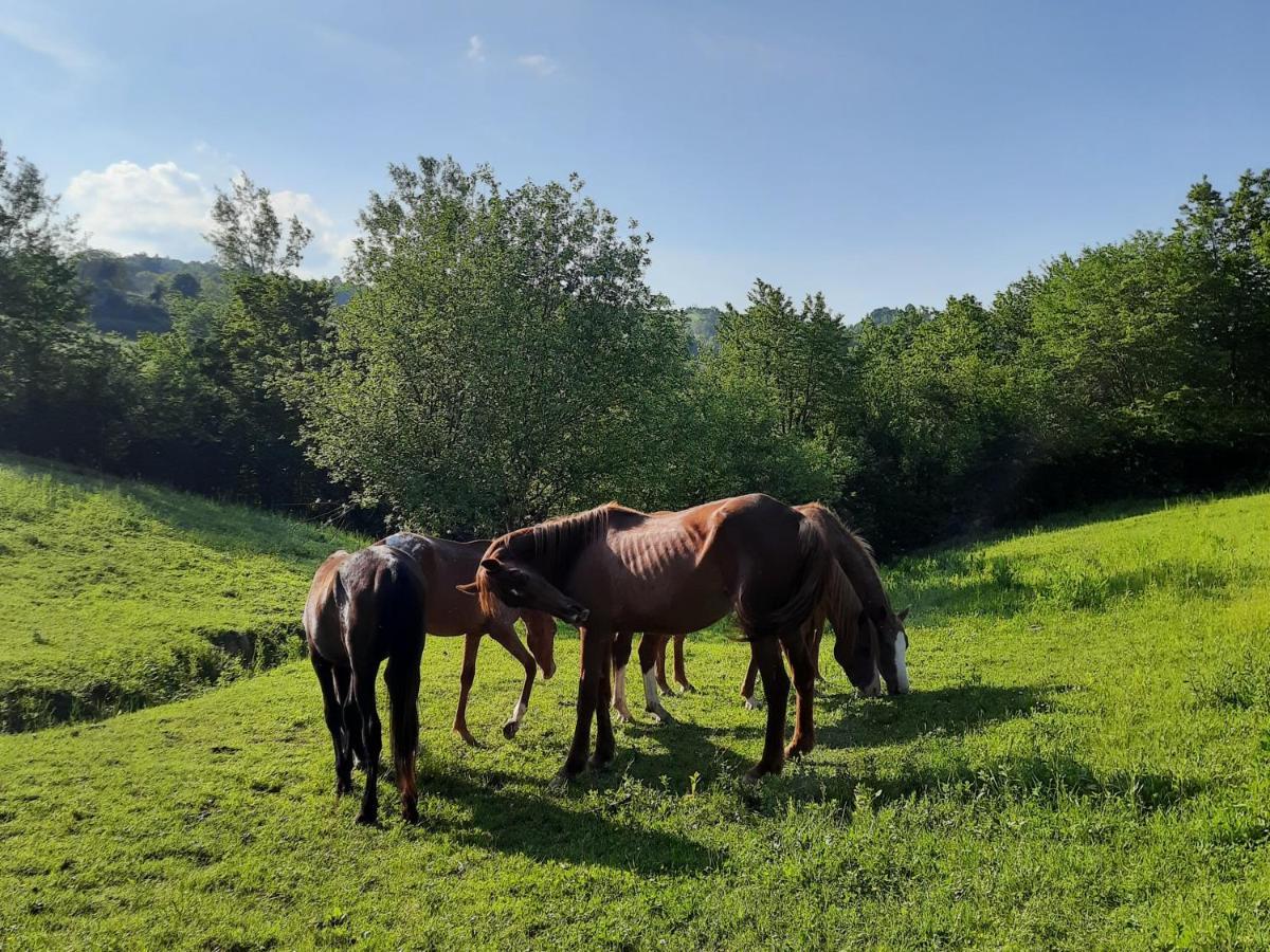 Agriturismo Antica Corte Montatteglia Esterno foto